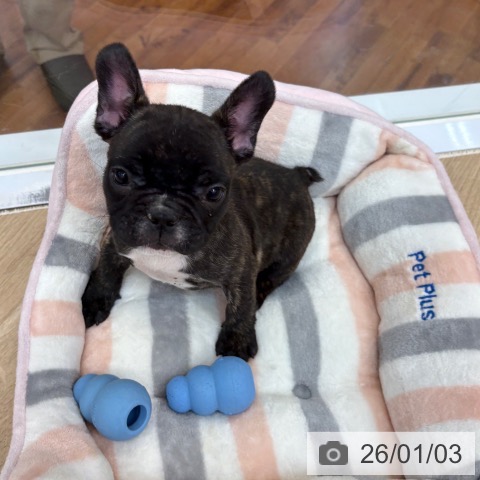 京都府のフレンチブルドッグ (ペットプラス 久御山店/2025年10月22日生まれ/女の子/ブリンドル)の子犬の3枚目の画像
