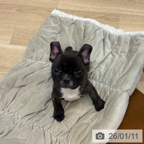 京都府のフレンチブルドッグ (ペットプラス 久御山店/2025年10月22日生まれ/女の子/ブリンドル)の子犬の3枚目の画像