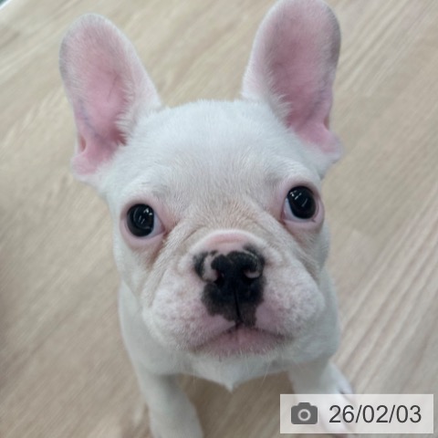 フレンチ・ブルドッグの写真