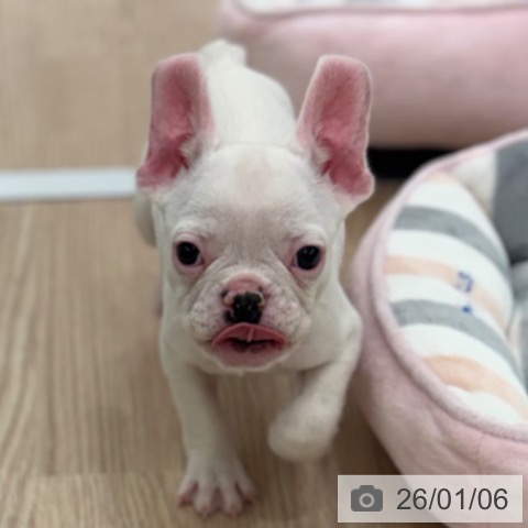 京都府のフレンチブルドッグ (ペットプラス 京都桂川店/2025年10月23日生まれ/男の子/ホワイトフォーン)の子犬の4枚目の画像
