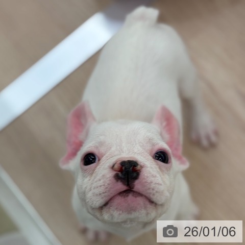 京都府のフレンチブルドッグ (ペットプラス 京都桂川店/2025年10月23日生まれ/男の子/ホワイトフォーン)の子犬の3枚目の画像