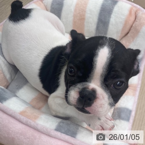 京都府のフレンチブルドッグ (ペットプラス 京都桂川店/2025年10月23日生まれ/男の子/パイド)の子犬の4枚目の画像