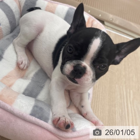 京都府のフレンチブルドッグ (ペットプラス 京都桂川店/2025年10月23日生まれ/男の子/パイド)の子犬の3枚目の画像