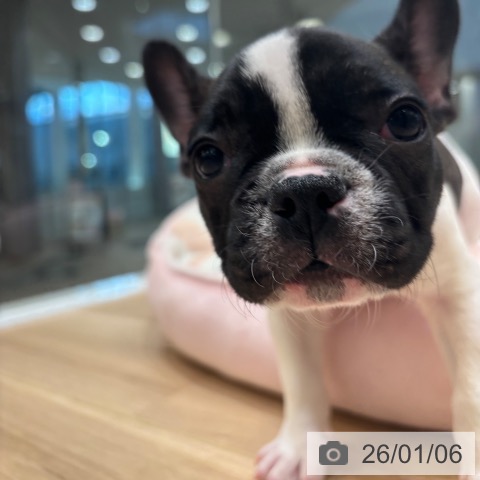 大阪府のフレンチブルドッグ (ペットプラス 堺北花田店/2025年10月23日生まれ/男の子/パイド)の子犬の4枚目の画像