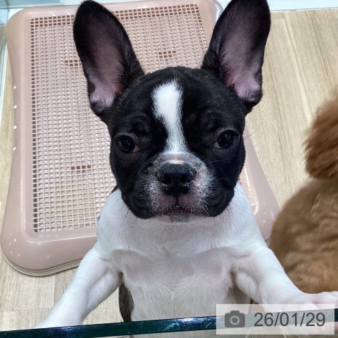 大阪府のフレンチブルドッグ (ペットプラス 堺北花田店/2025年10月23日生まれ/男の子/パイド)の子犬の4枚目の画像