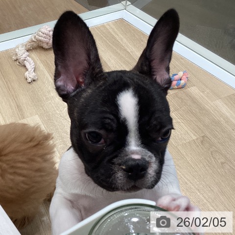 大阪府のフレンチブルドッグ (ペットプラス 堺北花田店/2025年10月23日生まれ/男の子/パイド)の子犬の4枚目の画像