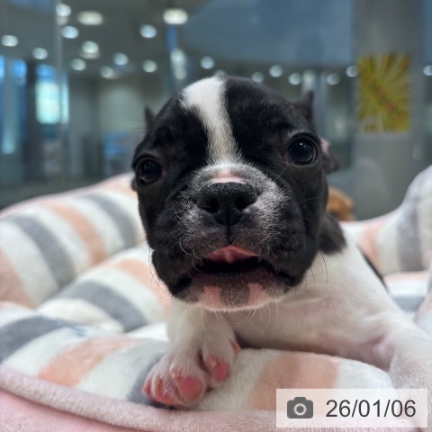 大阪府のフレンチブルドッグ (ペットプラス 堺北花田店/2025年10月23日生まれ/男の子/パイド)の子犬の3枚目の画像