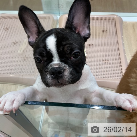 大阪府のフレンチブルドッグ (ペットプラス 堺北花田店/2025年10月23日生まれ/男の子/パイド)の子犬の4枚目の画像