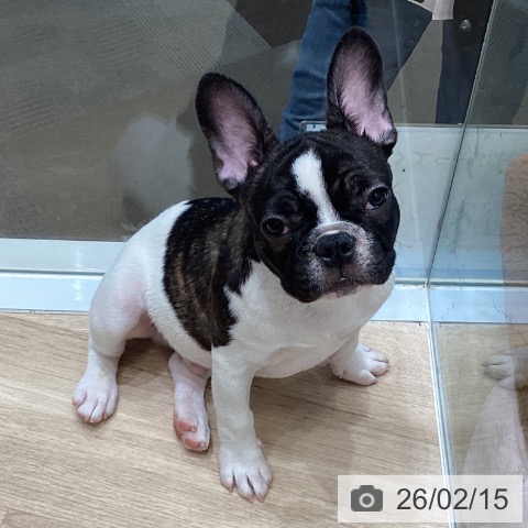 大阪府のフレンチブルドッグ (ペットプラス 堺北花田店/2025年10月23日生まれ/男の子/パイド)の子犬の4枚目の画像