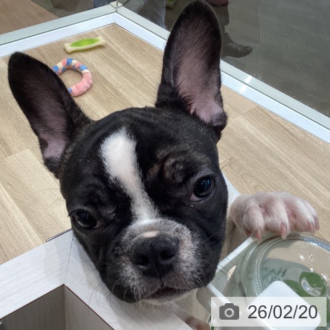 大阪府のフレンチブルドッグ (ペットプラス 堺北花田店/2025年10月23日生まれ/男の子/パイド)の子犬の4枚目の画像