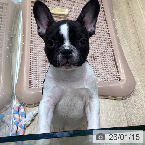 大阪府のフレンチブルドッグ (ペットプラス 堺北花田店/2025年10月23日生まれ/男の子/パイド)の子犬の3枚目の画像