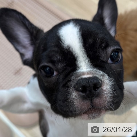 大阪府のフレンチブルドッグ (ペットプラス 堺北花田店/2025年10月23日生まれ/男の子/パイド)の子犬の3枚目の画像