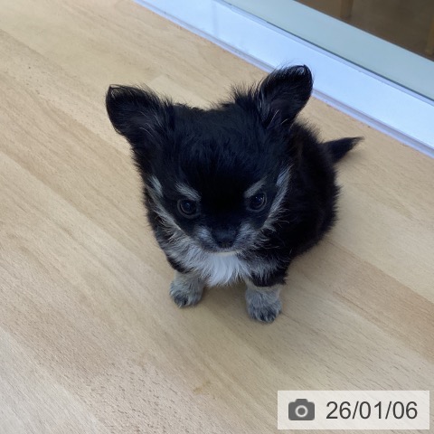 香川県のチワワ(ロング) (ペットプラス 綾川店/2025年10月31日生まれ/男の子/ブラッククリーム)の子犬の4枚目の画像