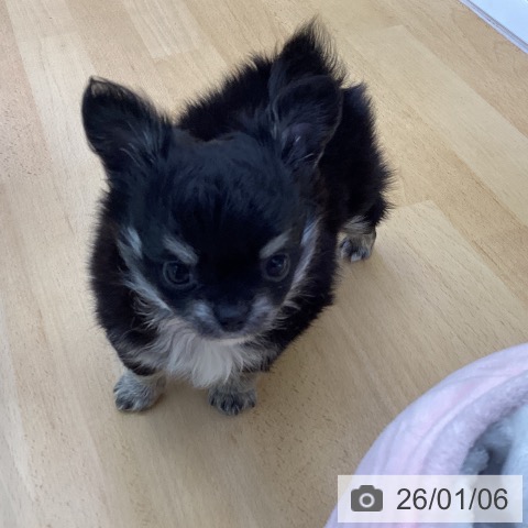 香川県のチワワ(ロング) (ペットプラス 綾川店/2025年10月31日生まれ/男の子/ブラッククリーム)の子犬の3枚目の画像