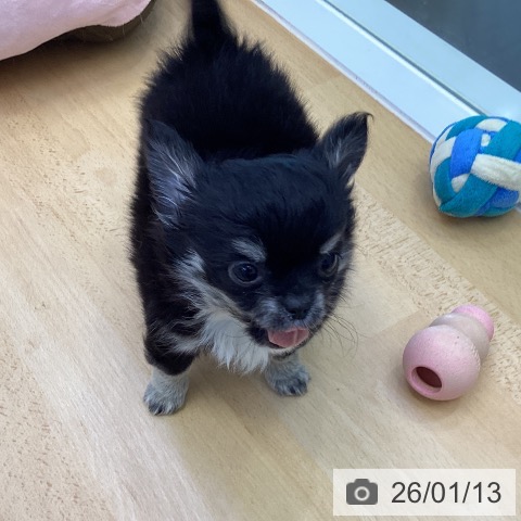 香川県のチワワ(ロング) (ペットプラス 綾川店/2025年10月31日生まれ/男の子/ブラッククリーム)の子犬の4枚目の画像