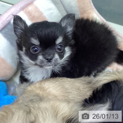 香川県のチワワ(ロング) (ペットプラス 綾川店/2025年10月31日生まれ/男の子/ブラッククリーム)の子犬の3枚目の画像