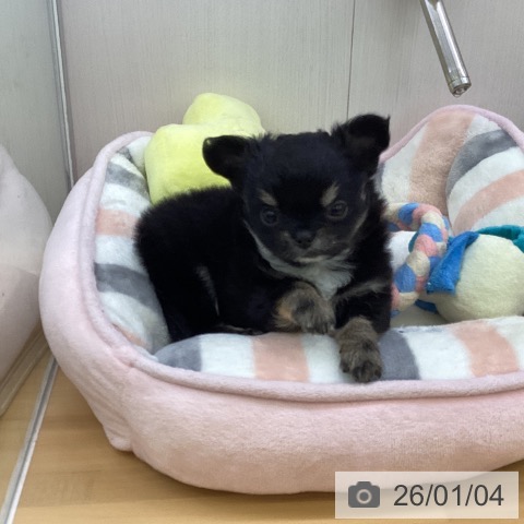 香川県のチワワ(ロング) (ペットプラス 高松店/2025年10月31日生まれ/女の子/ブラッククリーム)の子犬の4枚目の画像