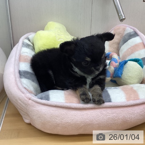 香川県のチワワ(ロング) (ペットプラス 高松店/2025年10月31日生まれ/女の子/ブラッククリーム)の子犬の3枚目の画像