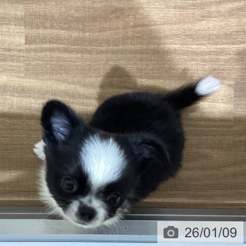 鳥取県のチワワ(ロング) (ペッツワン 日吉津店/2025年10月31日生まれ/男の子/ブラックホワイト)の子犬の3枚目の画像