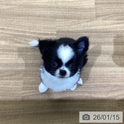 鳥取県のチワワ(ロング) (ペッツワン 日吉津店/2025年10月31日生まれ/男の子/ブラックホワイト)の子犬の4枚目の画像