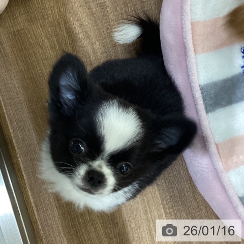 鳥取県のチワワ(ロング) (ペッツワン 日吉津店/2025年10月31日生まれ/男の子/ブラックホワイト)の子犬の3枚目の画像