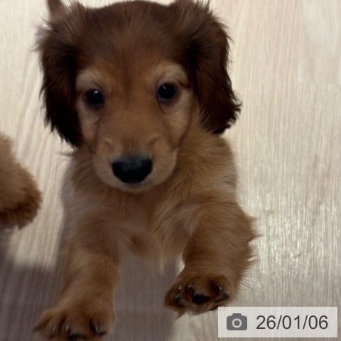 和歌山県のカニンヘンダックスフンド(ロング) (ペットプラス 和歌山店/2025年10月31日生まれ/男の子/レッド)の子犬の4枚目の画像