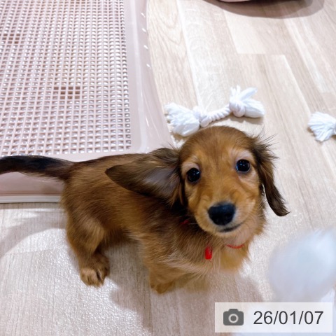 大阪府のカニンヘンダックスフンド(ロング) (ペットプラス イオン大日店/2025年10月31日生まれ/女の子/レッド)の子犬の4枚目の画像