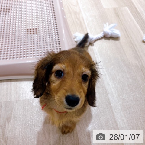 大阪府のカニンヘンダックスフンド(ロング) (ペットプラス イオン大日店/2025年10月31日生まれ/女の子/レッド)の子犬の3枚目の画像