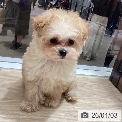 徳島県のトイプードル(トイ) (ペットプラス 徳島店/2025年10月30日生まれ/男の子/アプリコット)の子犬の4枚目の画像