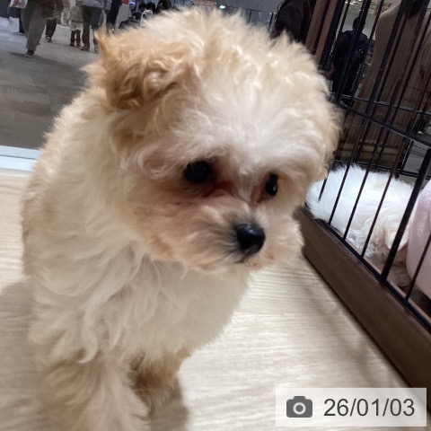 徳島県のトイプードル(トイ) (ペットプラス 徳島店/2025年10月30日生まれ/男の子/アプリコット)の子犬の3枚目の画像