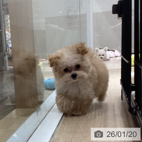 岡山県のトイプードル(トイ) (ペットプラス 岡山店/2025年10月30日生まれ/男の子/アプリコット)の子犬の4枚目の画像