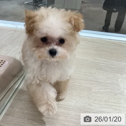 岡山県のトイプードル(トイ) (ペットプラス 岡山店/2025年10月30日生まれ/男の子/アプリコット)の子犬の3枚目の画像