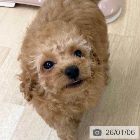 愛媛県のトイプードル(トイ) (ペットプラス 新居浜店/2025年10月30日生まれ/男の子/オレンジフォーン)の子犬の4枚目の画像