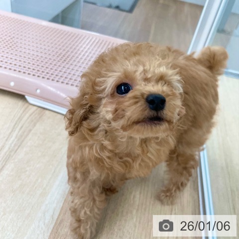 愛媛県のトイプードル(トイ) (ペットプラス 新居浜店/2025年10月30日生まれ/男の子/オレンジフォーン)の子犬の3枚目の画像