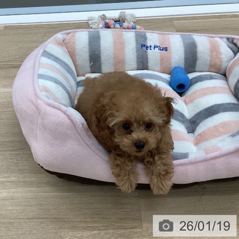 愛媛県のトイプードル(トイ) (ペットプラス 新居浜店/2025年10月30日生まれ/男の子/オレンジフォーン)の子犬の3枚目の画像