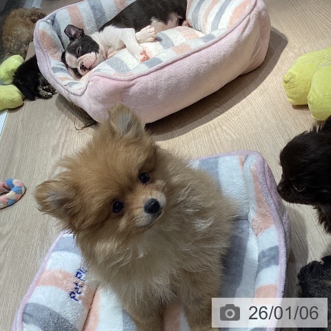 岡山県のポメラニアン (ペットプラス 岡山店/2025年10月26日生まれ/女の子/オレンジ)の子犬の4枚目の画像