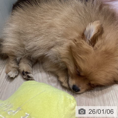 岡山県のポメラニアン (ペットプラス 岡山店/2025年10月26日生まれ/女の子/オレンジ)の子犬の3枚目の画像