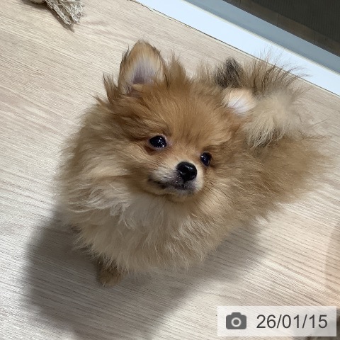 岡山県のポメラニアン (ペットプラス 岡山店/2025年10月26日生まれ/女の子/オレンジ)の子犬の4枚目の画像