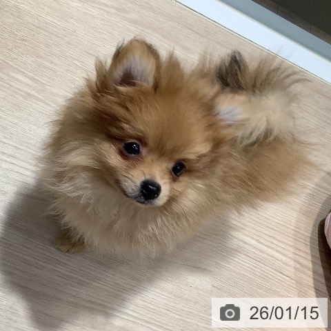 岡山県のポメラニアン (ペットプラス 岡山店/2025年10月26日生まれ/女の子/オレンジ)の子犬の3枚目の画像