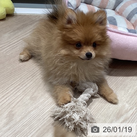 岡山県のポメラニアン (ペットプラス 岡山店/2025年10月26日生まれ/女の子/オレンジ)の子犬の4枚目の画像