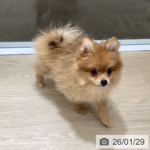 徳島県のポメラニアン (ペットプラス 徳島店/2025年10月26日生まれ/女の子/オレンジ)の子犬の3枚目の画像