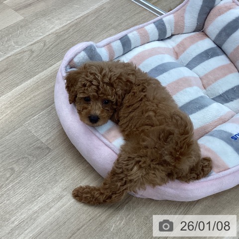 愛媛県のトイプードル(トイ) (ペットプラス 新居浜店/2025年10月30日生まれ/男の子/アプリコット)の子犬の4枚目の画像