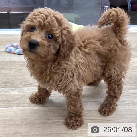 愛媛県のトイプードル(トイ) (ペットプラス 新居浜店/2025年10月30日生まれ/男の子/アプリコット)の子犬の3枚目の画像