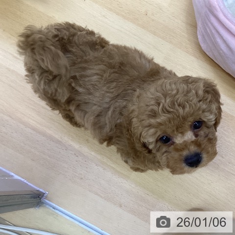 香川県のトイプードル(トイ) (ペットプラス 綾川店/2025年10月30日生まれ/男の子/アプリコット)の子犬の3枚目の画像