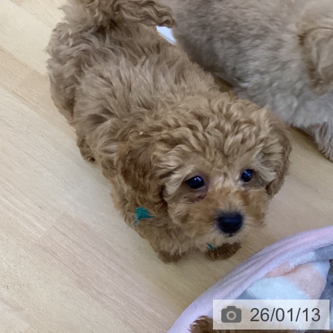 香川県のトイプードル(トイ) (ペットプラス 綾川店/2025年10月30日生まれ/男の子/アプリコット)の子犬の3枚目の画像