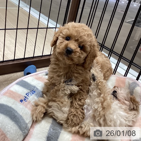 徳島県のトイプードル(トイ) (ペットプラス 徳島店/2025年10月30日生まれ/男の子/アプリコット)の子犬の3枚目の画像