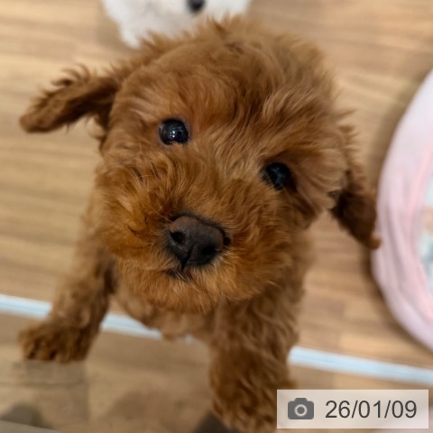 岡山県のトイプードル(トイ) (ペッツワン 岡山南店/2025年10月30日生まれ/女の子/レッド)の子犬の4枚目の画像