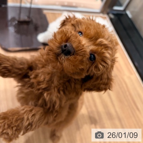 岡山県のトイプードル(トイ) (ペッツワン 岡山南店/2025年10月30日生まれ/女の子/レッド)の子犬の3枚目の画像