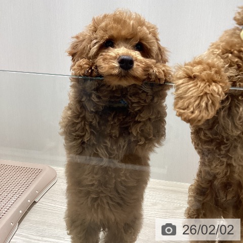 徳島県のトイプードル(トイ) (ペットプラス 徳島店/2025年10月30日生まれ/女の子/レッド)の子犬の3枚目の画像