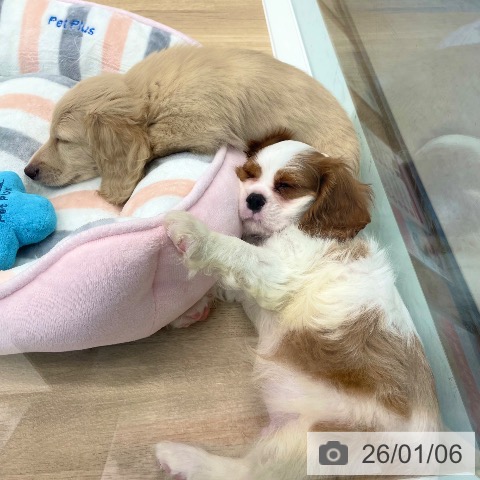 愛媛県のキャバリアキングチャールズスパニエル (ペットプラス 新居浜店/2025年10月28日生まれ/男の子/ブレンハイム)の子犬の3枚目の画像